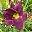 Лилейник Hemerocallis ‘Grape Velvet’ 
